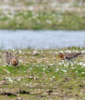 Bijeenkomst ‘Bedrijfseconomische doorrekening  agrarisch natuurbeheer’