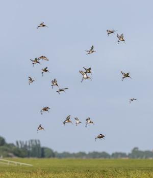 Kennisuitwisselingsbijeenkomst 'Lûden út it Fjild'