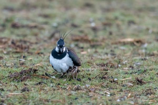 Leefgebied Open grasland