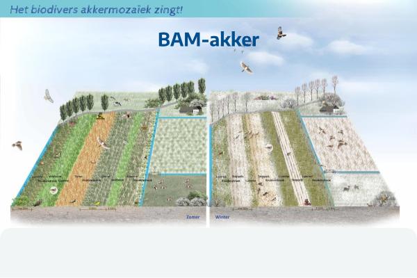 BAM-akker