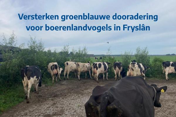 Versterken groenblauwe dooradering voor boerenlandvogels in Fryslân