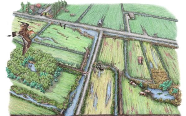 Herstel Agrarisch Cultuurlandschap – Fryslân 2021-2024
