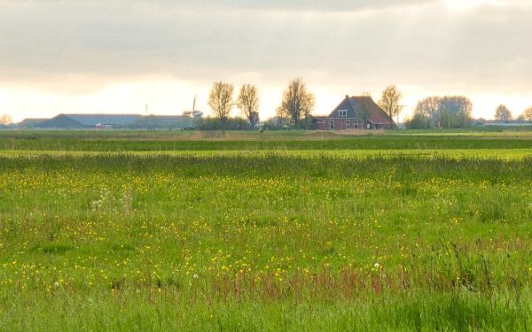 Optimalisatie Kruidenrijk Grasland