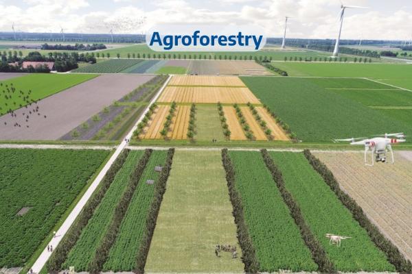 Agroforestry
