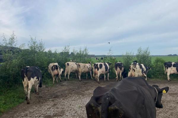 Versterken groenblauwe dooradering voor boerenlandvogels in Fryslân