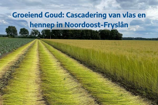  Groeiend Goud: Cascadering van vlas en hennep in Noordoost-Fryslân 