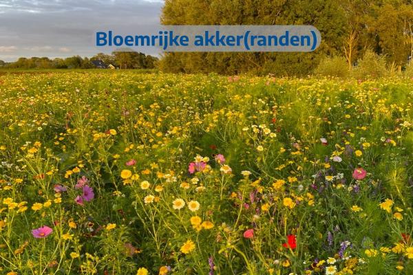 Bloemrijke akker(randen)