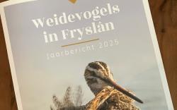 Jaarbericht 2025 – Weidevogels in Fryslân: matig broedsucces