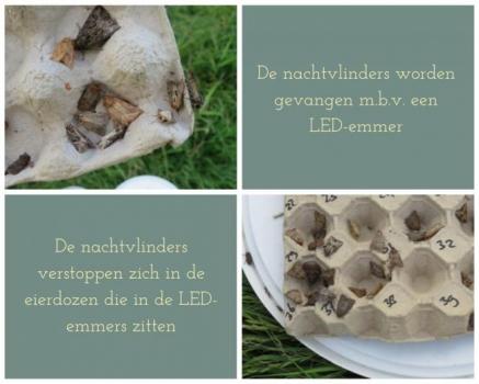 Succesvolle nachtvlindertelling