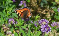 Insectenonderzoek 2026 Waadrâne cluster Peazens-Moddergat