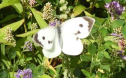 Veelbelovende resultaten insectenmonitoring: meer soorten, meer aantallen