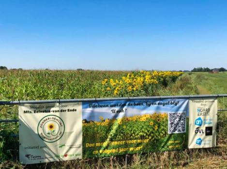 Fietsen langs de zonnebloemen als toeristische attractie