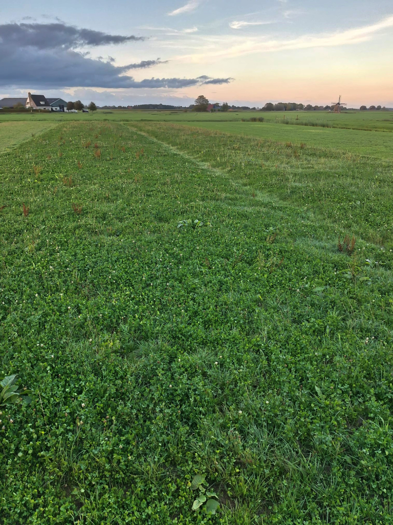 Proefstroken kruidenrijk grasland Stienzer Aldlan