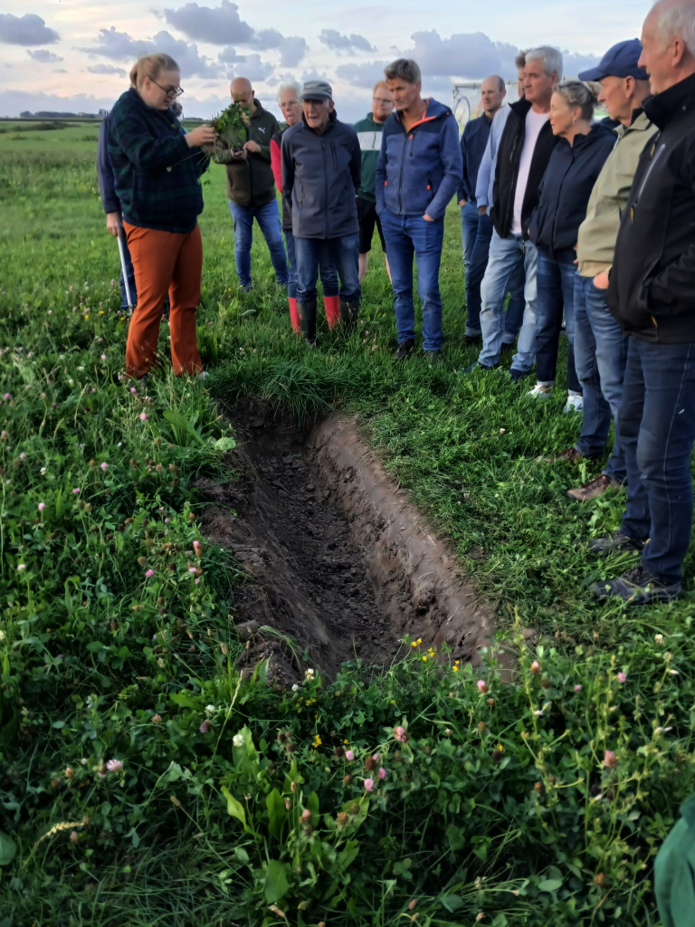 Willeke Weever geeft uitleg over beworteling kruidenrijk grasland